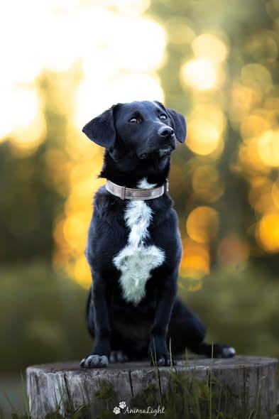 Portrait d'un chien réalisé par AnimaLight